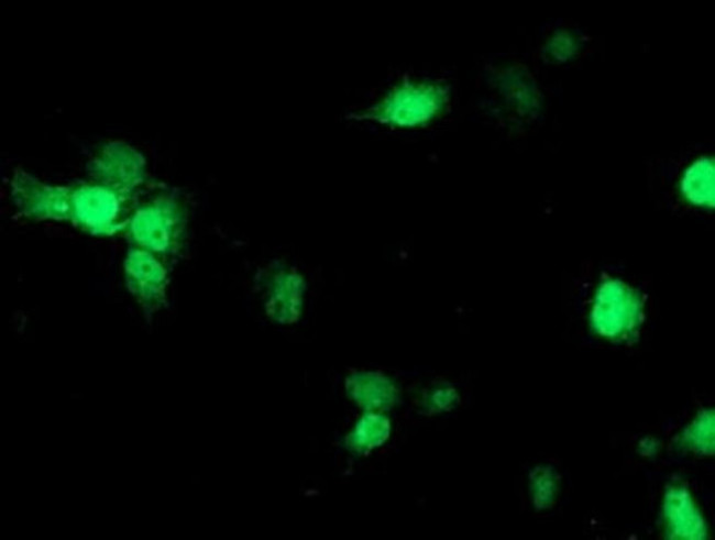 Nudel Antibody in Immunocytochemistry (ICC/IF)