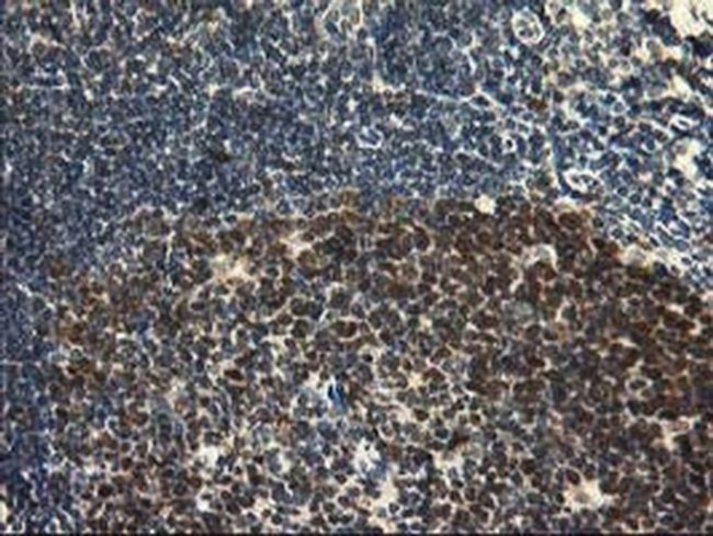 HSPBP1 Antibody in Immunohistochemistry (Paraffin) (IHC (P))