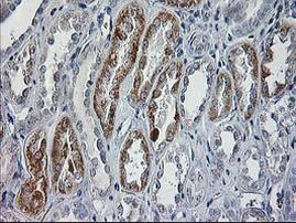 CCM2 Antibody in Immunohistochemistry (Paraffin) (IHC (P))