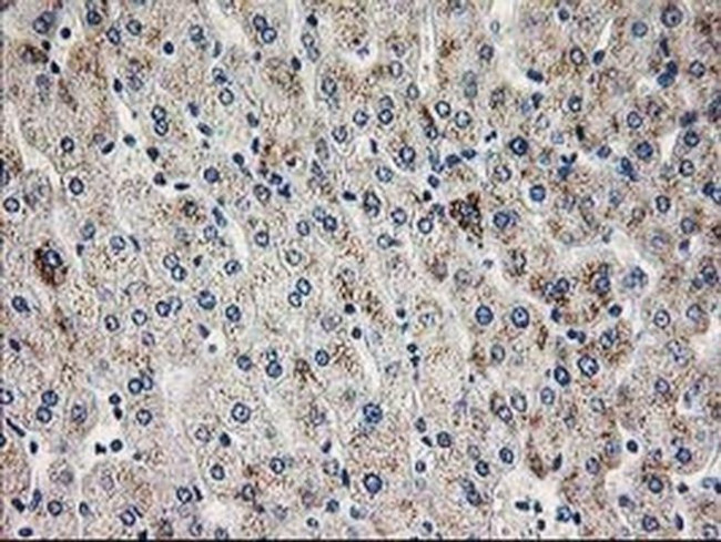 PGAM2 Antibody in Immunohistochemistry (Paraffin) (IHC (P))