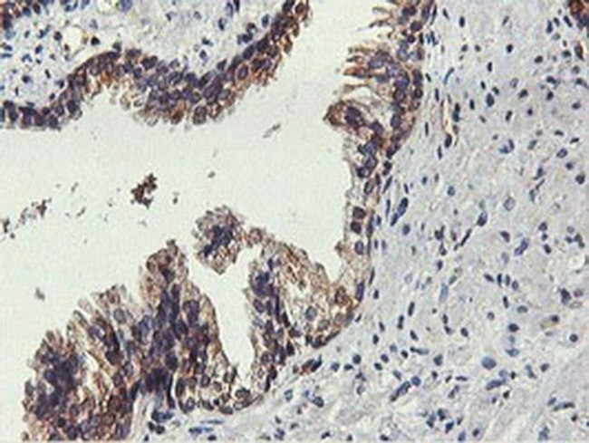 FDFT1 Antibody in Immunohistochemistry (Paraffin) (IHC (P))