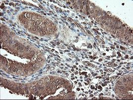 PNPO Antibody in Immunohistochemistry (Paraffin) (IHC (P))