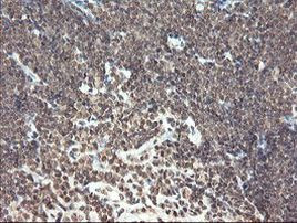 PNPO Antibody in Immunohistochemistry (Paraffin) (IHC (P))