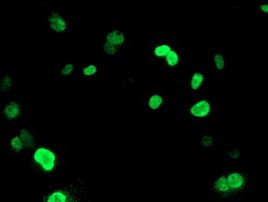 UNG Antibody in Immunocytochemistry (ICC/IF)