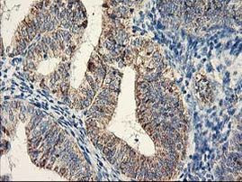 DAND5 Antibody in Immunohistochemistry (Paraffin) (IHC (P))