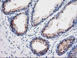 SEC14L2 Antibody in Immunohistochemistry (Paraffin) (IHC (P))