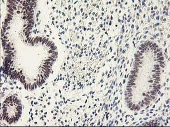 GTF2F1 Antibody in Immunohistochemistry (Paraffin) (IHC (P))