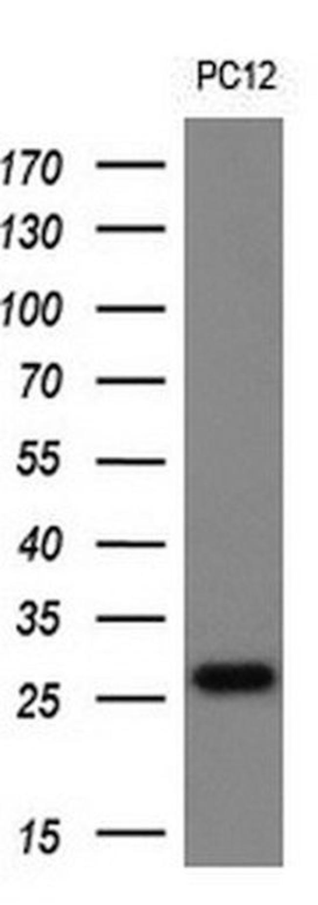 TMED1 Antibody in Western Blot (WB)