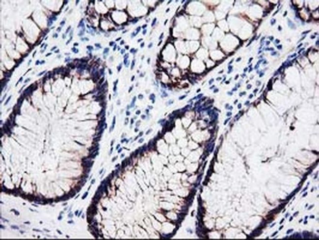 Latexin Antibody in Immunohistochemistry (Paraffin) (IHC (P))