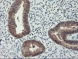 RbAp46 Antibody in Immunohistochemistry (Paraffin) (IHC (P))