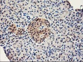 RbAp46 Antibody in Immunohistochemistry (Paraffin) (IHC (P))