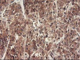 RbAp46 Antibody in Immunohistochemistry (Paraffin) (IHC (P))