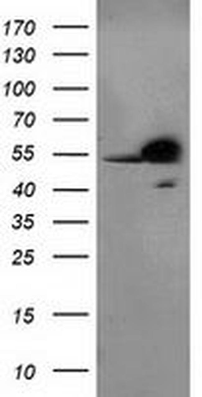 RbAp46 Antibody in Western Blot (WB)