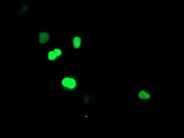 SIRT6 Antibody in Immunocytochemistry (ICC/IF)