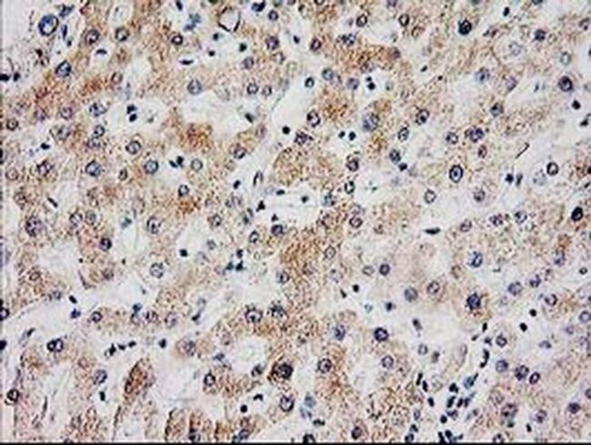 SERPINB13 Antibody in Immunohistochemistry (Paraffin) (IHC (P))