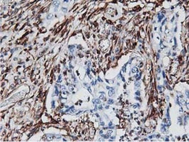 Latexin Antibody in Immunohistochemistry (Paraffin) (IHC (P))