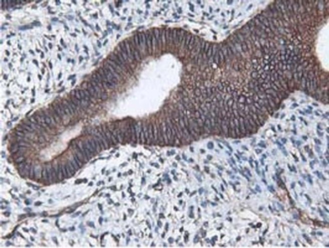 Latexin Antibody in Immunohistochemistry (Paraffin) (IHC (P))