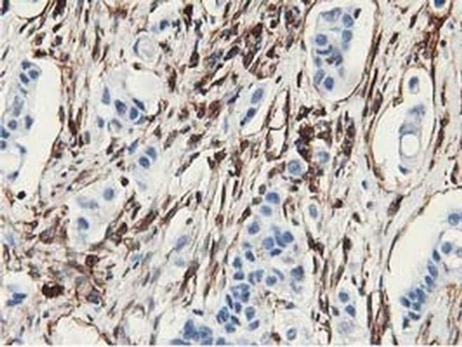 Latexin Antibody in Immunohistochemistry (Paraffin) (IHC (P))