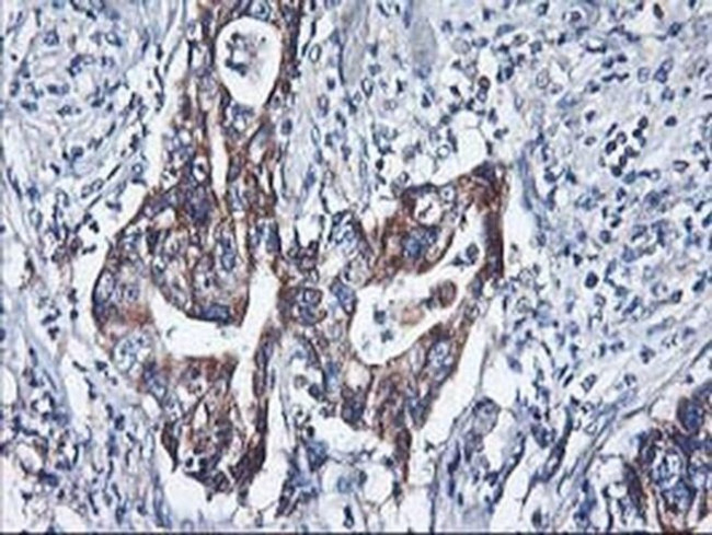 HARS2 Antibody in Immunohistochemistry (Paraffin) (IHC (P))