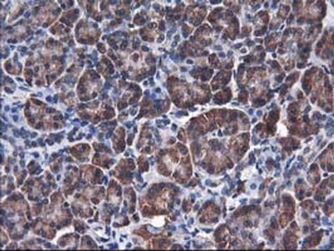 Heme oxygenase 2 Antibody in Immunohistochemistry (Paraffin) (IHC (P))