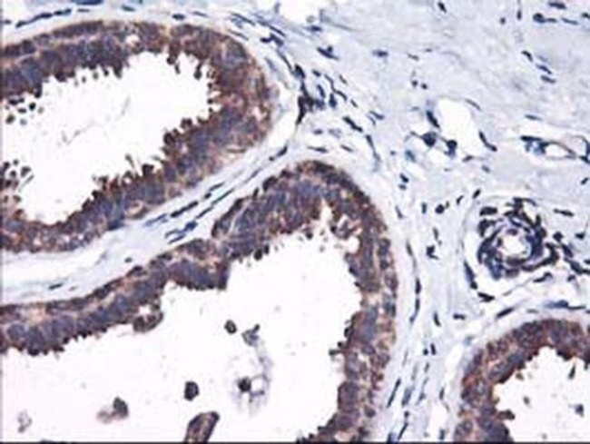 Heme oxygenase 2 Antibody in Immunohistochemistry (Paraffin) (IHC (P))