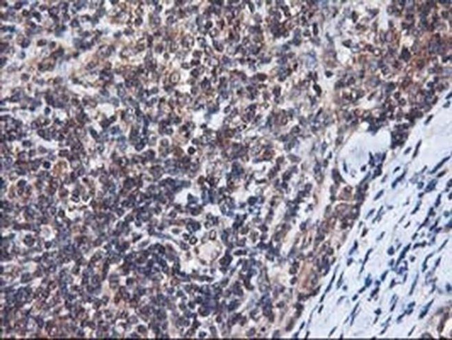 Heme oxygenase 2 Antibody in Immunohistochemistry (Paraffin) (IHC (P))