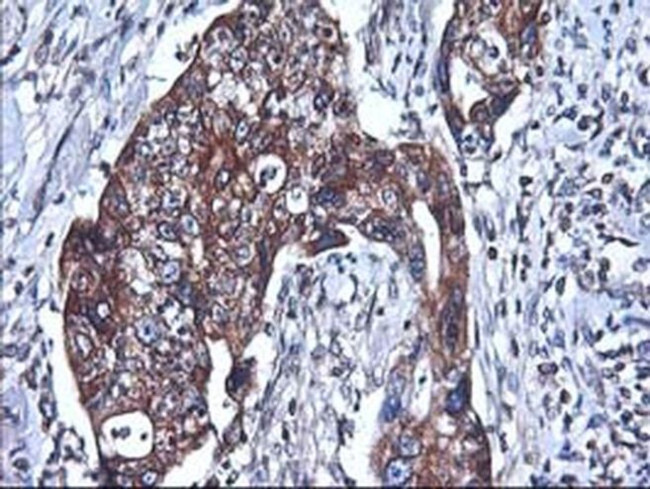 Heme oxygenase 2 Antibody in Immunohistochemistry (Paraffin) (IHC (P))