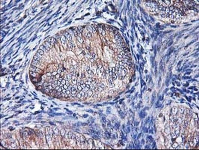 Heme oxygenase 2 Antibody in Immunohistochemistry (Paraffin) (IHC (P))