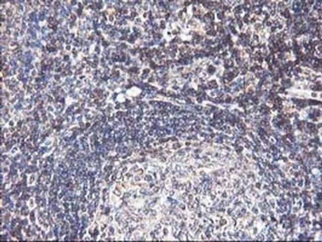 Heme oxygenase 2 Antibody in Immunohistochemistry (Paraffin) (IHC (P))