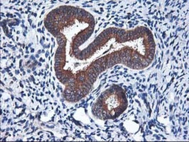 Heme oxygenase 2 Antibody in Immunohistochemistry (Paraffin) (IHC (P))