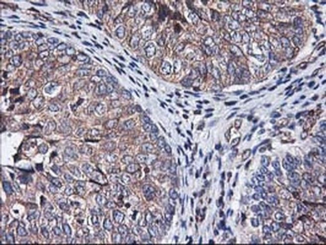 Heme oxygenase 2 Antibody in Immunohistochemistry (Paraffin) (IHC (P))