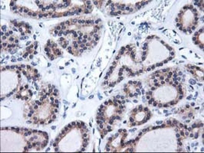 Heme oxygenase 2 Antibody in Immunohistochemistry (Paraffin) (IHC (P))