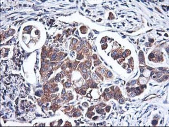 Heme oxygenase 2 Antibody in Immunohistochemistry (Paraffin) (IHC (P))