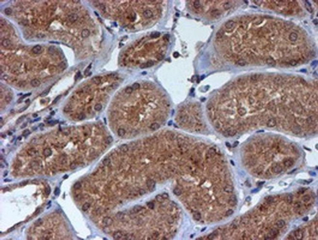 HARS2 Antibody in Immunohistochemistry (Paraffin) (IHC (P))