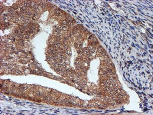 HARS2 Antibody in Immunohistochemistry (Paraffin) (IHC (P))