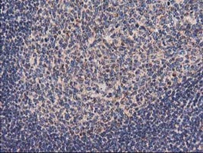 HARS2 Antibody in Immunohistochemistry (Paraffin) (IHC (P))