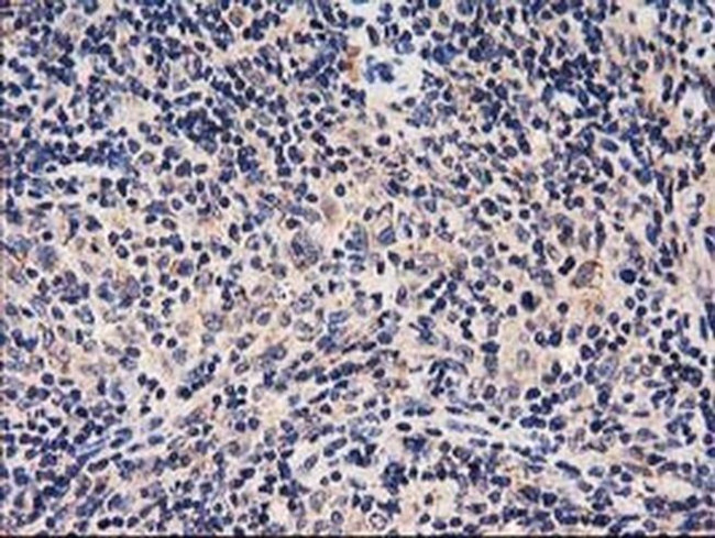 HARS2 Antibody in Immunohistochemistry (Paraffin) (IHC (P))