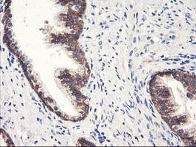 HARS2 Antibody in Immunohistochemistry (Paraffin) (IHC (P))