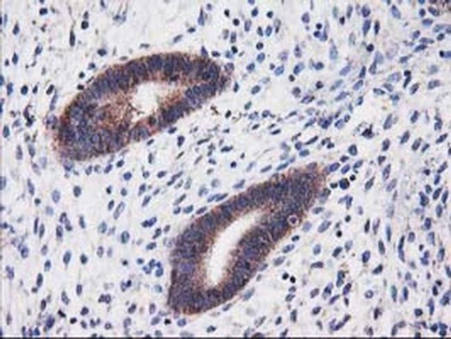 HARS2 Antibody in Immunohistochemistry (Paraffin) (IHC (P))