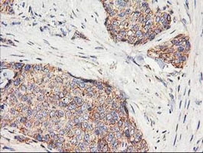 HARS2 Antibody in Immunohistochemistry (Paraffin) (IHC (P))