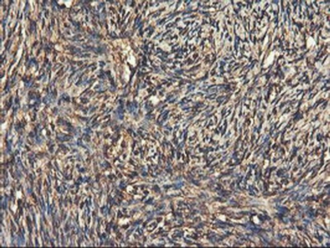 RNPEP Antibody in Immunohistochemistry (Paraffin) (IHC (P))