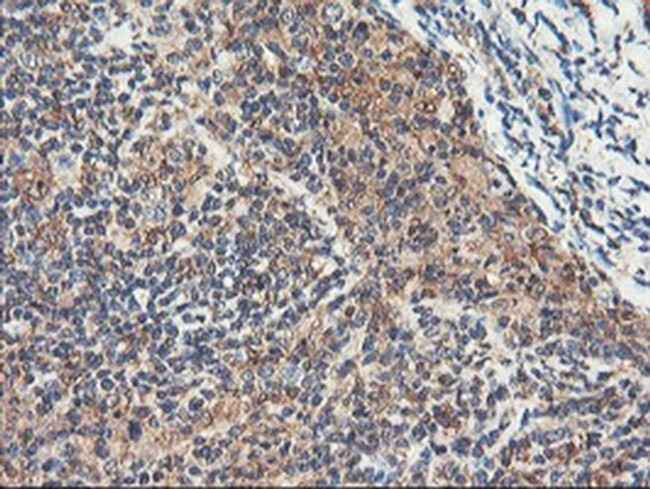 RNPEP Antibody in Immunohistochemistry (Paraffin) (IHC (P))