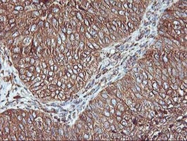 KVbeta1 (KCNAB1) Antibody in Immunohistochemistry (Paraffin) (IHC (P))