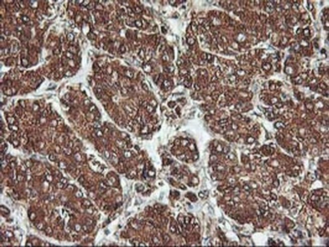 KVbeta1 (KCNAB1) Antibody in Immunohistochemistry (Paraffin) (IHC (P))