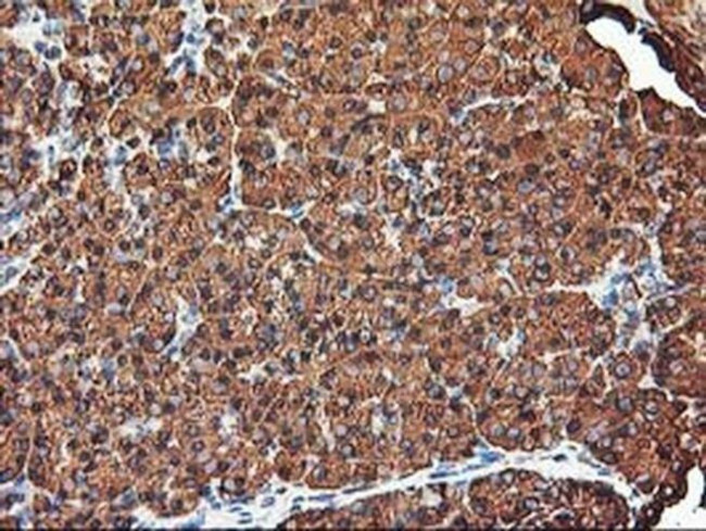 KVbeta1 (KCNAB1) Antibody in Immunohistochemistry (Paraffin) (IHC (P))