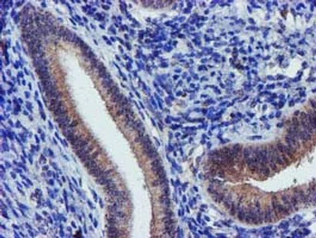 KVbeta1 (KCNAB1) Antibody in Immunohistochemistry (Paraffin) (IHC (P))