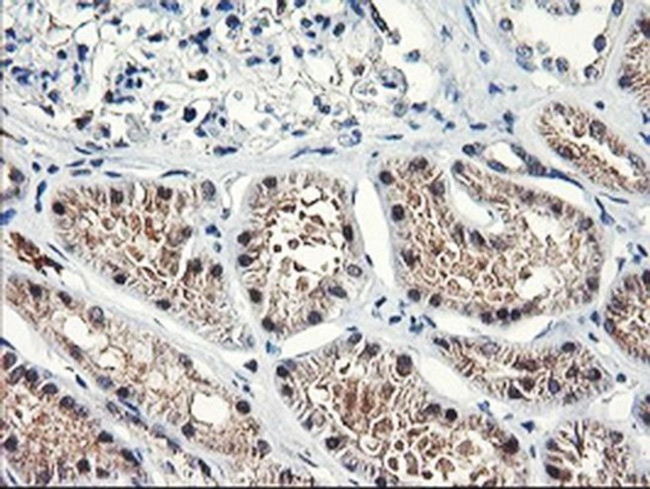 NLN Antibody in Immunohistochemistry (Paraffin) (IHC (P))