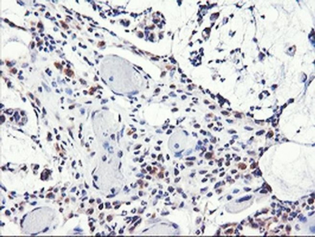 NLN Antibody in Immunohistochemistry (Paraffin) (IHC (P))