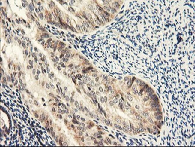 NLN Antibody in Immunohistochemistry (Paraffin) (IHC (P))