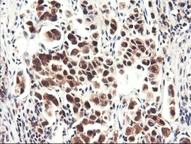 NLN Antibody in Immunohistochemistry (Paraffin) (IHC (P))